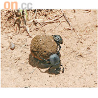 甲蟲會在「滾球」中生蛋，滾球就將是幼蟲的食糧。