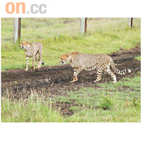 獵豹亦是瀕危動物，多在日間活動，不太怕人。