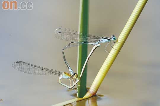 綠斑蟌<br>貌似蜻蜓的綠斑蟌屬於蜻蜓科中的豆娘，是濕地公園常客，喜歡在溪流和水池附近的水生植物徘徊。
