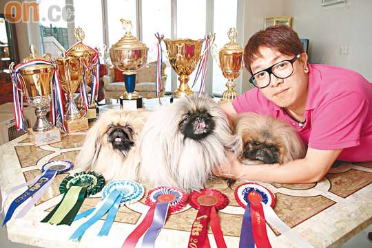 （由左至右）囡囡Abe（3歲）、Sarah及囝囝Heavy（3歲），先後於本地的狗展獲得冠軍，獎牌獎盃無數。