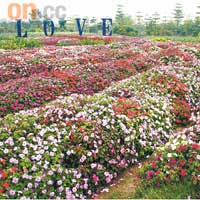 佔地800畝的香草世界，號稱是中國最大的芳香植物主題觀光園。