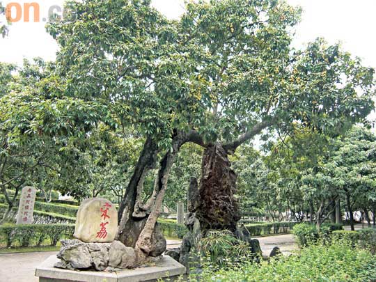 寺內年紀最大的一棵「宋荔」，雖然樹幹內部已枯朽，但枝葉仍然茂盛。