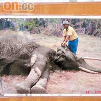 從資料圖片中可見，非法偷獵象牙，令非洲象每年枉死3萬8千隻。