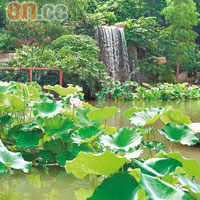 池塘、飛瀑、蓮影，在紀念孫中山公園便可看到。