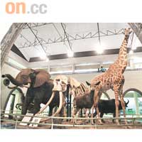 野生動物展廳，由幾隻非洲巨獸標本當主角，放正大展廳中央。