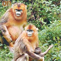 金絲猴是國家一級保護動物，你卻可近距離看牠打架、吃花生和松果。
