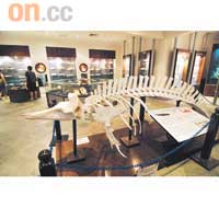 在小偏廳有小鯨魚骸骨原條展出。