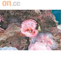 沙巴的珊瑚魚原來都很靚。