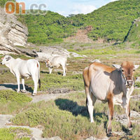 平原上偶見植物，牛牛也被吸引來食草。