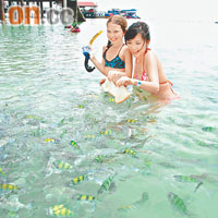 巴雅島水清魚多，吸引不少遊人到來享受餵魚樂。