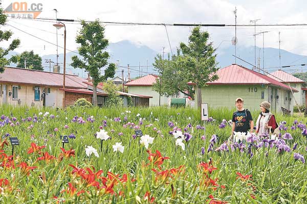 園內找到逾600種不同種類的菖蒲花。