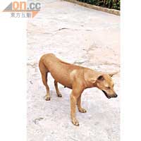 黃棕色的狗越南話發音似「Ven」。
