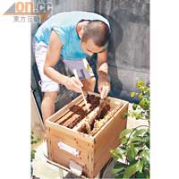 徒手養蜂的代價，是被蜂針了4次。