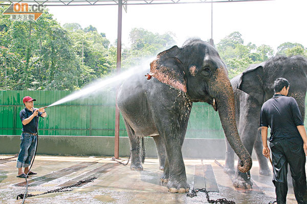 用強力水炮幫皮韌肉厚的大象做水療按摩。