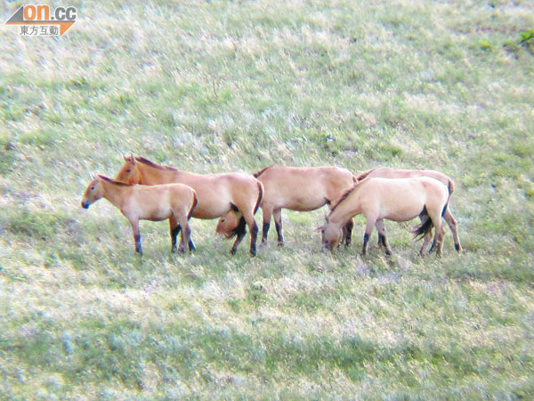 蒙古野馬雖然矮小，卻每小時可跑60公里。