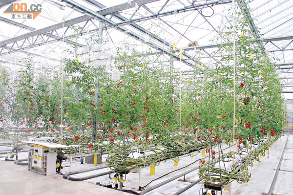 除7至8月，其他月份番茄都是在溫室內種植。