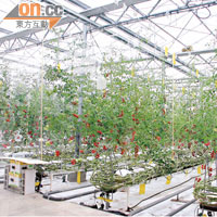 除7至8月，其他月份番茄都是在溫室內種植。