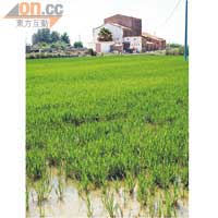 Albufera湖畔稻田處處，是西班牙的米倉。