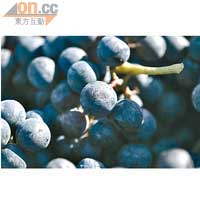 每年9月葡萄成熟之時，便看見如此豐滿圓潤的葡萄。