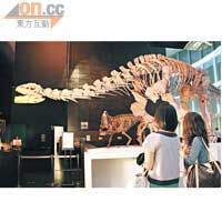 展覽展出約23種共80件大家從未見過的史前生物和化石。