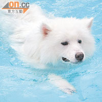 Balia相當注重兩犬的健康，會帶牠們游水操Fit。 