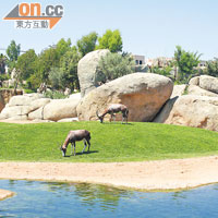 在不設鐵欄的動物園中，令人有置身非洲原野的感覺。