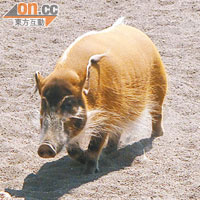 小野豬可在原野自由奔馳，多快活！