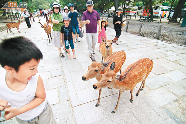 奈良公園的鹿為了索食，還真癡纏得嚇人。
