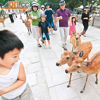 奈良公園的鹿為了索食，還真癡纏得嚇人。