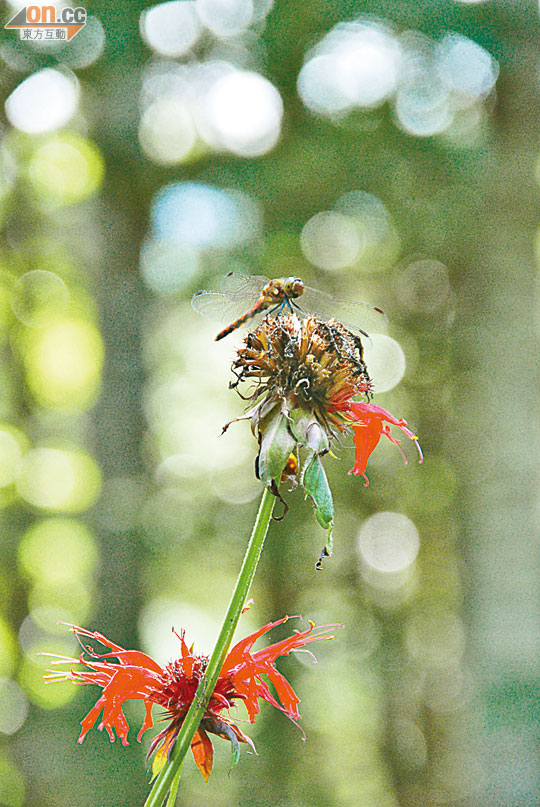 陽殖園內充滿大自然氣息，蜻蜓隨處可見。