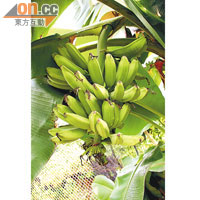 香蕉是農田裏最常見的果實之一，除此之外，還有木瓜、杧果等等，不用飛往東南亞都能嘗到樹上熟！