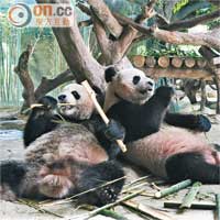 廣東首隻大熊貓BB長隆誕生