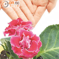 賞花種菜綠色紓壓