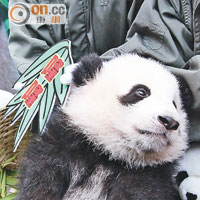 長隆首隻熊貓BB正式命名隆隆