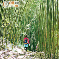 司馬庫斯走過竹海見巨木