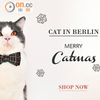 Cat in Berlin貓咪有禮