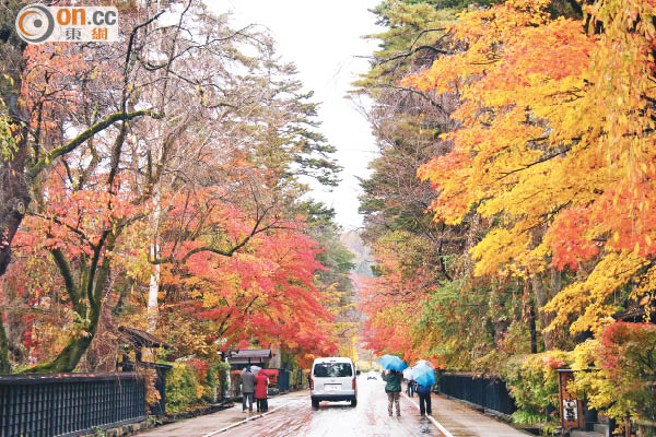 秋田縣　迷人楓采