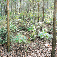馬鞍山杜鵑（中）受到附近樹木遮蔽，影響生長。	漁護署圖片