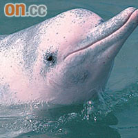 環保團體擔心港珠澳大橋工程會破壞中華白海豚的生態。	資料圖片
