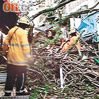 議員斥政府在塌樹慘劇發生逾半年，才向死者家屬道歉。資料圖片