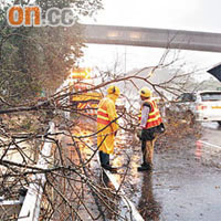 粉嶺公路近大埔泰亨村有兩棵枯樹於雷雨下倒塌。