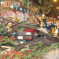 何文田巴富街　倒塌樹幹將的士車頂壓扁。