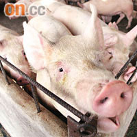 在豬隻身上濫用抗生素，可致抗藥基因走入人體。	資料圖片