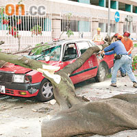 本港接連發生塌樹意外與政府管理不力有關。	資料圖片