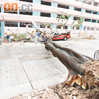 塌下大樹險壓死的士司機，其樹幹被發現遭白蟻蛀蝕嚴重。	資料圖片