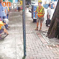 巴富街塌樹位置在○七年曾有掘路工程，當時掘路工人依足規定在大樹一米外範圍施工。	讀者提供圖片