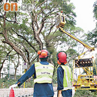 康文署樹隊職員負責檢查保養樹木。	資料圖片