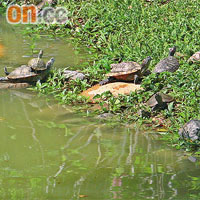 漁護署接管北區公園百隻烏龜，以無人領養為由將烏龜全數屠殺。 資料圖片