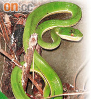青竹蛇是香港鄉郊常見的蛇類。