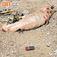 中華白海豚屍體已嚴重腐爛。